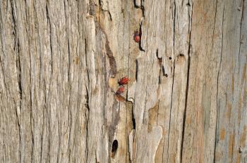 Firebug insects sheltering in tree trunk bark cleft. Wood background texture and red bugs.
