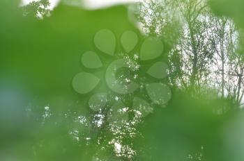 Tree branches obscured through green grass and plant leaves. Abstract blur nature scene.