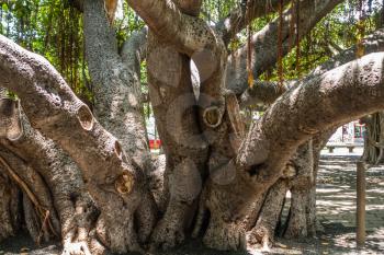 Closeup shot a the Banyan tree in Lahaina on Maui, Hawaii.