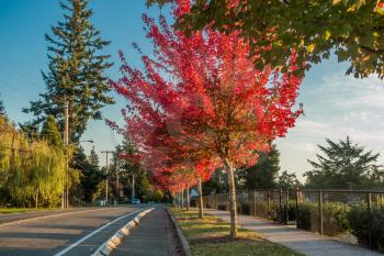 A row of trees explodes in rich orange colors. Shot taken in Des Moines, Washington.