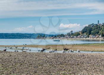 Birds sit near a streem that is flowing into the Puget Sound. Three Tree Point in Burien, Washington is in the distance.