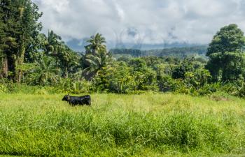A black bull grazed in a field on Maui, Hawaii.