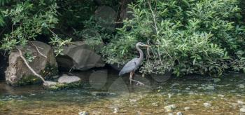 A blue heron wades in a stream in Des Moines, Washington.