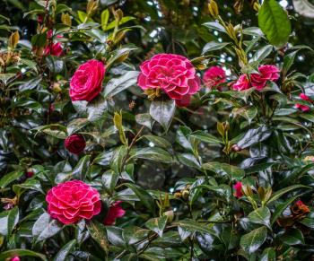 A background shot of Camelia flowers.