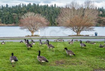 A group of Canada Geese feed near Lake Washington in Seattle.