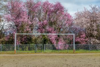 A netless goal post stands in front of abundant Cherry blossoms in Burien, Washington. HDR image.