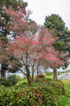A veiw a Dogwood tree with flowers at Hamilton Viewpoint Park in West Seattle, Washington.