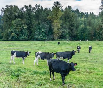 A view of a group of cows in a field in Auburn, Washington.