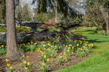 A view of a garden of Daffodils and a fountain.