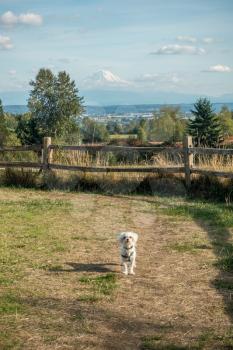 A small white dog is curious. Mount Rainier is in the background.