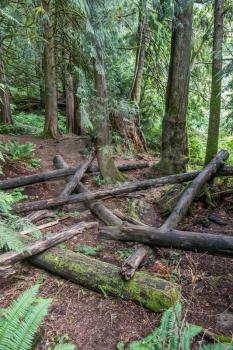 Logs litter the forest floor in the Pacific Northwest.