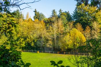 A view of a fence and autnmn tree in Des Moinese, Washington.