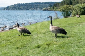 Canada Geese on a lawn at Coulon Park in Renton, Washington.
