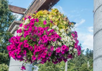Pink and white petunias burst with vibrant color in a hanging basket.