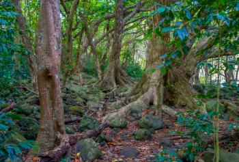 A view of trees in the Iao Valley in Maui, Hawaii.