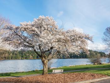 A cherry tree blooms on the shore of Lake Washington near Seattle.