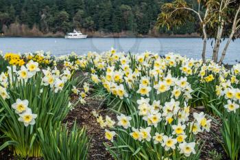 Daffodils grow along the shore of Lake Washington in Seattle.