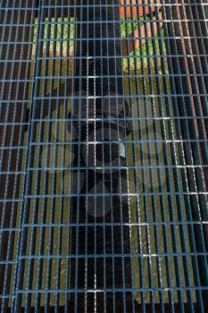 Closeup shot of a metal grid on a bridge that spans Green River in Kent, Washington.