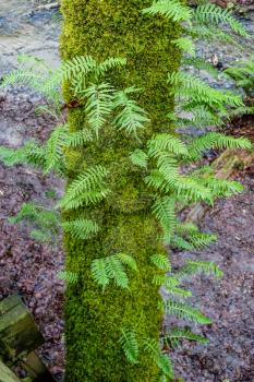 Ferns grow from a moss-covered tree at Dash Point State Park in Washington State.
