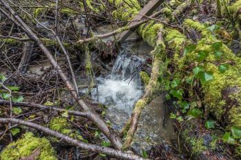 A stream flows through Dash Point State Park in Washington State.