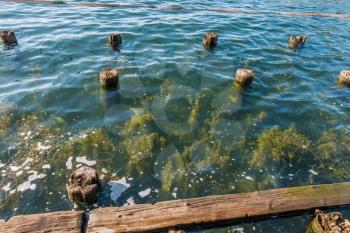 Plants grow up near old pilings at Gene Coulon Park in Renton, Washington.
