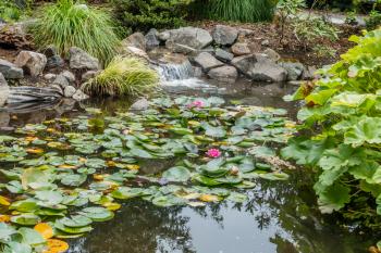 A view of a pond with pink lillies in Seatac, Washington.