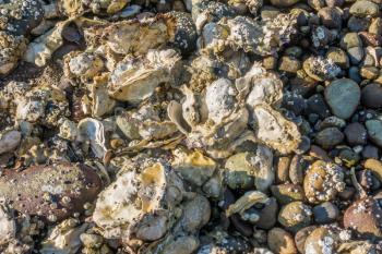 Closeup image of rocks and oyster shells on the shore of Hood Canal in Wahsington State. Background or texture.