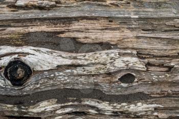 Closeup of rotting drisftwood log with embedded grains of sand. Backgound or texture.