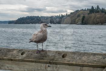 A lone seagull sits on a railing on a pier in Dash Point, Washington.