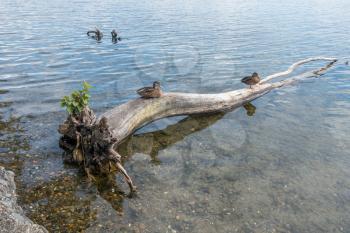 Two ducks sit on a fallen tree at Seward Park in Seattle, Washington.