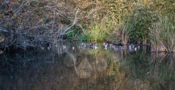 A group of ducks are sheltered near foliage in a pond  in Normandy Park, Washington.