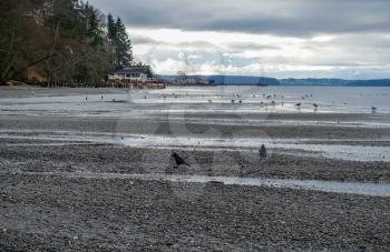 Birds line the shore at Dash Point State Park.