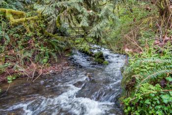 A stream rushes past a walking brdige at Flaming Geyser State Park in Washington State.