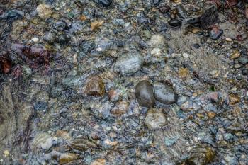 A closeup shot of a Pacific Northwest streambed with clear water and rocks.