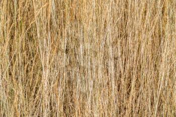 Tall dry grass closeup. Texture or background.