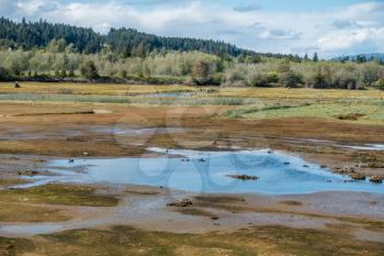 A varied environment allows birds to thrive   at The Theler Wetlands in Belfair, Washington. Ducks can be seen feeding in a patch of water in mud flats.