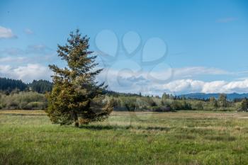 A lone tree grows in a field at The Theler Wetlands in Belfair, Washington.