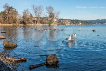 Three seagulls roost on Lake Washington near Seattle.