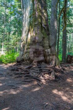A view of a thick tree trunk and interwoven roots in the Pacific Northwest.