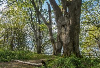 A view of trees at Dash Point State Park in Washington State.