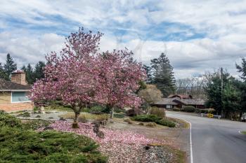 Pink blossoms cover this Tulip tree in Burien Washington in springtime.