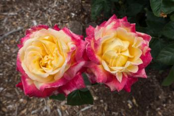 Closeup shot of two yellow and red roses.