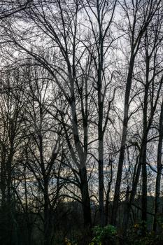 A silhouette shot of bare winter trees in Kent, Washingotn.