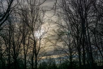 A silhouette shot of bare winter trees in Kent, Washingotn.