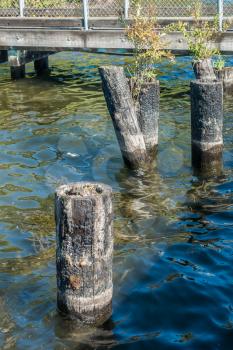 A closeup shot of burnt pilings at Coulon Park in Washington State.