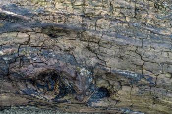 A closeup shot of cracked wood on an old driftwood log. Background or texture.