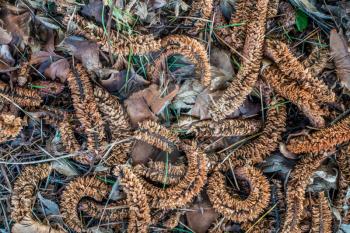 Curve-shaped seeds and leaves cover the ground in the Pacific Northwest. Background or texture.