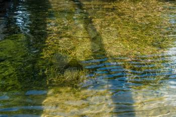 Grss grow beneath the water at Gene Coulon Park in Renton, Washington.
