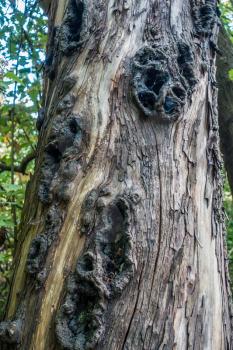 Macro shot of dark holes in a tree trunk.