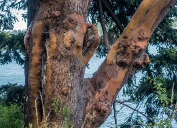 Closeup of a knotty Madrona tree at Seward Park in Seattle, Washington
